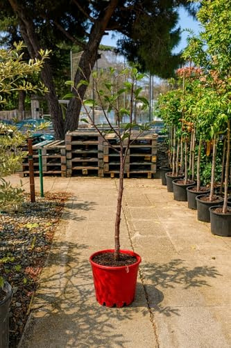 Ciruelo Reina Claudia Verde – Prunus domestica | Árbol frutal en maceta 10 L | Altura mínima 140 cm