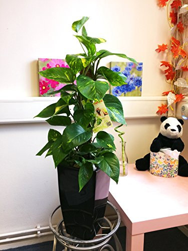 1 Evergreen Devil's Ivy House Plant in Tall Milano Pot - Gloss Black