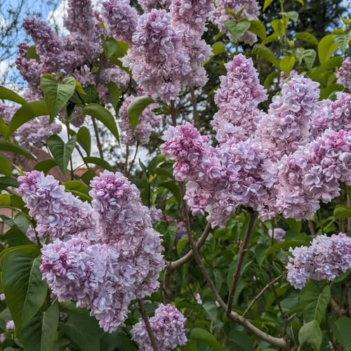 semillas de lila, decorativas perennes resistentes cobertura del 550pcs