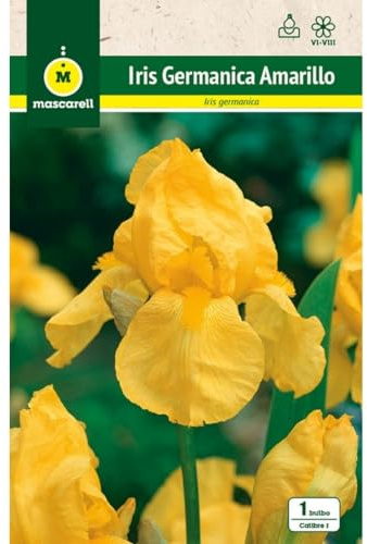 Mascarell Semillas, IRIS GERMANICA AMARILLO, Semillas Bulbosas, Bulbos de Flores Primavera Fácil de Cultivar, Bolsa 1 Bulbo