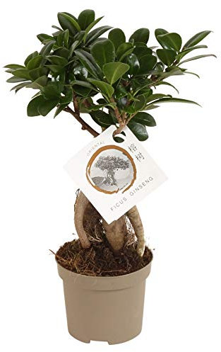 Ficus Microcarpa Ginseng Altura 30cm Maceta 12cm Planta Natural