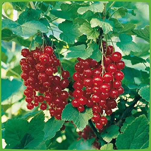 Rote Johannisbeere 'Jonkeer van Tets®'