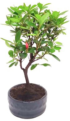 Bonsaï Arbre avec pot de fleurs en céramique – Ligustrum, Ficus, Carmona, Podocarpus, Elm chinois – env. 6-9 ans (bol de 12 cm, bonsaï rhododendron (Azalea))