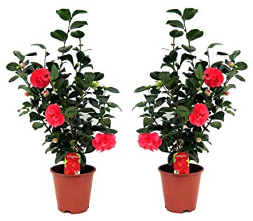Plant in a Box - Camellia japonica 'Lady Campbell' - Rouge - Set de 2 - Plante vivace - Rose japonaise - Plante de jardin - Pot 19cm - Hauteur 60-70cm