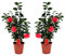 Plant in a Box - Camellia Japonica - Set di 2 - Rosa giapponese - Pianta da giardino - Vaso 19cm - Altezza 60-70cm