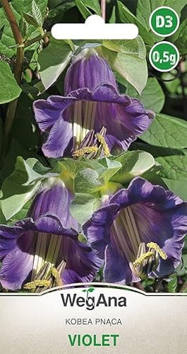 WegAna Violette graines 0,5g, Cobaea Scandens, Graines de Violette, Plantes de jardin, Plantes de balcon, Plantes mellifères, Graines de fleurs, Graines de fleurs