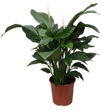 Einblatt Spathiphyllum Sweet Silvana – Ø24cm – 80cm – Pflegeleichte Friedenslilie mit weißen Blüten – Luftreinigende Zimmerpflanze für Wohnzimmer, Büro & Schlafzimmer