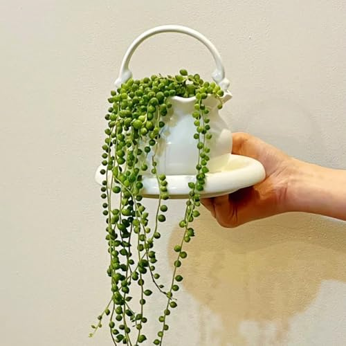 Semillas de guisantes, Senecio rowleyanus, jardín de Las de balcón son perennes resistentes semillas organicas de oficina decoración de la 300pcs