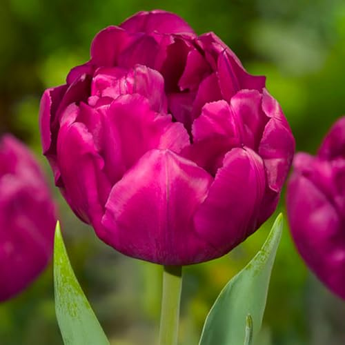 8 bulbes de Tulipes doubles précoces 'Royal Acres' | Circonférence 12/+ cm | Bulbes provenant des meilleurs producteurs néerlandais | Sélection exclusive et contrôle qualité | Floraison garantie.