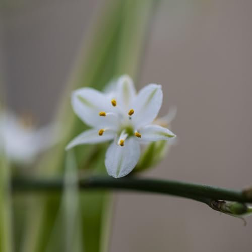 grünlilie zimmerpflanze samen, grünpflanzen zimmerpflanzen samen geschenk zimmerpflanzen pflanzen für garten garten geschenk exotische pflanzen winterhart stauden winterhart mehrjährig 400pcs