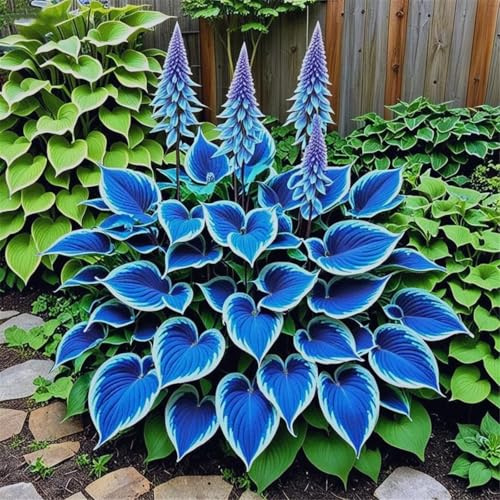 Radici selezionate di hosta,miste,Bulbi di hosta,resistenti al freddo e alla siccità,adatte per la decorazione di giardini e balconi-2 Rizoma-C
