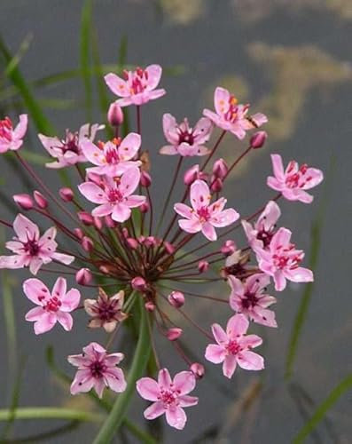Lincolnshire Pond Plants Ltd - Marginal Aquatic Pond Plant - (Butomus Umbellatus) - 9cm