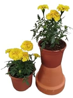Tagete Amarillo |Pack 2 Unidades |DECOALIVE | Tagetes con Flores Amarillas