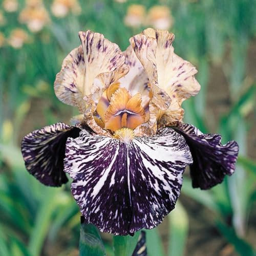 Iris Bulbs,Iris Bulbs for Planting Now UK,Hardy Perennial,Wedding Flowers,Plant Bulbs,Garden Flowers,Cut Flowers-3Bulbs-G
