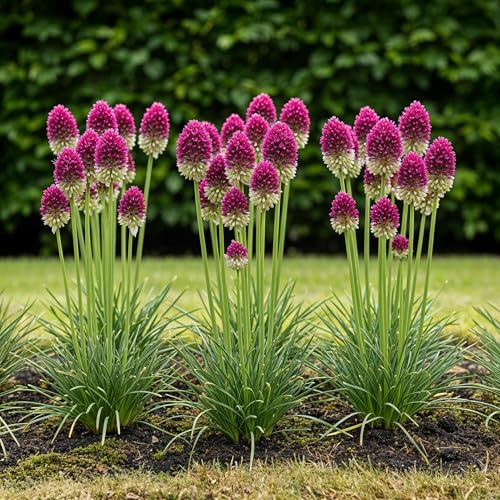 Blomsterlökar - Allium 'Sphaerocephalon' - Lila - 100 plantor - Lökstorlek 5/6-50-150cm - Ø10cm - Trädgårdsväxt - Flerdeal