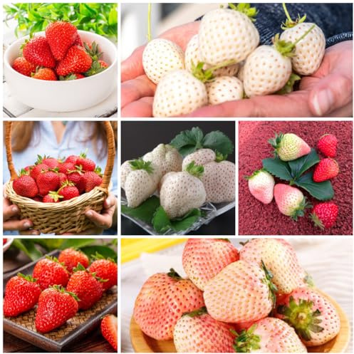 fragole semi di fragola, giardino roccioso resistenti di fragola biologici, interno, esotiche 500pcs