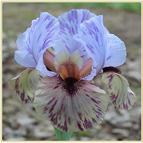 Iriszwiebeln – Wundervolle Regenbogengöttin-Blumen, beeindruckend für Hochzeiten, Bio-Pflanzen, die im Garten leicht zu züchten sind – 3 Bulbi