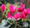 Nuovi semi freschi di ciclamino rosa da 70 pezzi