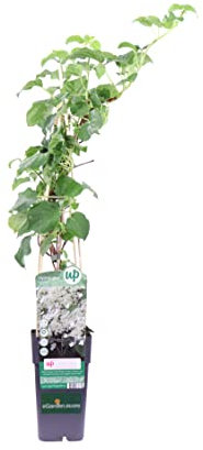 Pianta di Ortensia Rampicante pianta di Hydrangea Petiolaris pianta da esterno pianta rampicante pianta ornamentale di Ortensia pianta vera di Ortensia Rampicante venduta da eGarden.store