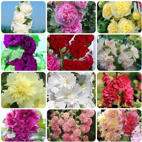 Semi di malvarosa, Alcea rosea, per luoghi soleggiati Semi di malvarosa, semi di varietà antiche 400pcs