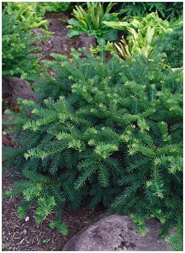Stauden Gänge 10 x Taxus baccata 'Repandens' Bodendeckereibe winterhart | Winterharte Heckenpflanze für Sonne bis Schatten, mehrjährig, schnittverträglich, 9x9 cm Topf