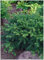 10 x Taxus baccata 'Repandens' (Gehölz/Winterhart/Mehrjährig/Heckenpflanze/Immergrün) Bodendeckereibe - Der perfekte Teppich für schattige Ecken - Pflegeleicht - von Stauden Gänge