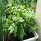 100 semillas de menta verde