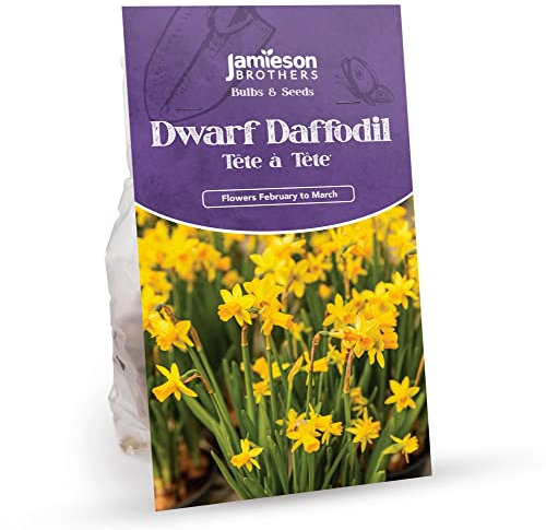 Tete a Tete Daffodil Bulbs 90 Pack – Miniature Dwarf Yellow Spring Bulbs for Planting Now UK – Ideal for Gardens, Borders & Flowerbeds – Daffodil for Planting Now UK by Jamieson Brothers