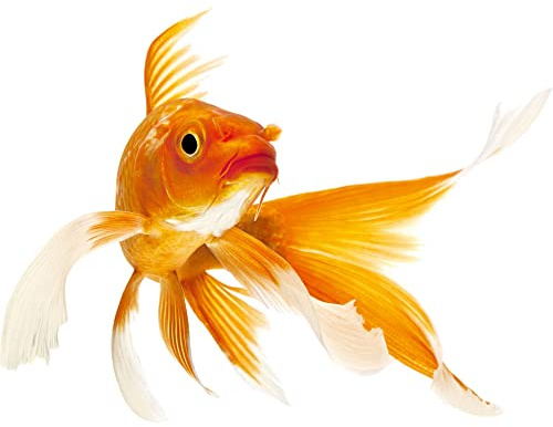 GRAZDesign Wandtattoo Goldfisch | Wandsticker Toilettentattoos Fisch, Wasserfeste Fliesen Aufkleber Fisch, Bad Badezimmer WC Kinderzimmer - 40x30cm