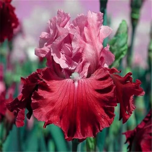 Irispflanzen, Iriszwiebeln, Stauden, Gartenpflanzen, einfach zu züchten.-15zwiebeln-I