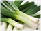100 American Flag Leek (Large Leek) Allium porrum Gemüsesamen von : Seeds Only
