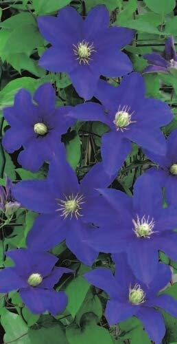 Clematis hybride Lasurstern - Waldrebe/Klematis Lasurstern 60-100cm