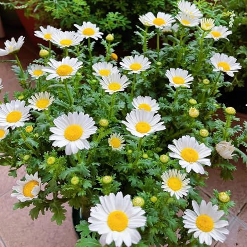 margeriten samen mehrjährig winterhart - exotische pflanzen winterhart, samen winterhart margeritensamen garten blumen, pflanzen für balkon blumensamen kaufen, blumen winterhart 150pcs
