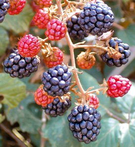 ~ stratificato BlackBerry Fruit Bush ~ selvaggioRubus 30 + semi perenni