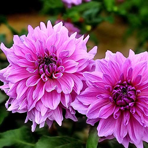 2pcs Dalia bulbi Rosa Fiore Tuberi Giardinaggio Piantare Essenziale di Fiori Da Giardino Classico Colore Qualsiasi Bouquet Eccellente Partita