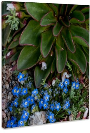 3dRose USA, Colorado, American Basin, Alpine Spring Beauty and Forget-Me-Not Museum Grade Canvas Wrap 8x10