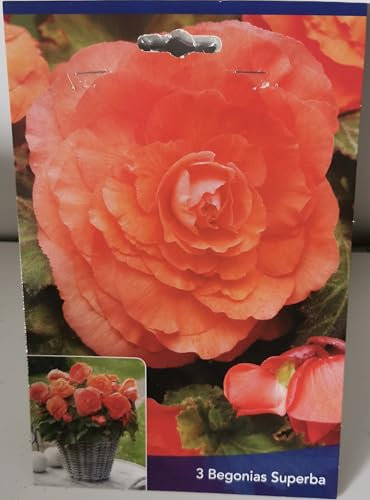 3 Bulbes de Bégonias Superba Saumon Cal 5+