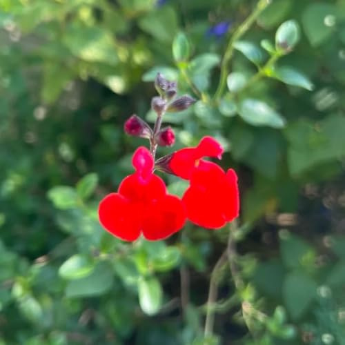 salbeisamen pflanzensamen wildblumen kräuterpflanzen salbei teingartenpflanzen winterhart gartenblumen exotische heilkräuter garten geschenk blumensamen balkon küchenkräuter 650samen