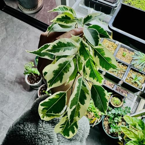 100 pcs birkenfeige samen - Ficus benjamina - pflanzen balkon, blumengarten birkenfeige zimmerpflanze kübelpflanzen, gartengeschenke blumen garten, pflanzen winterhart bonsai baum,