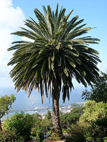 3 Semillas de Palmera Canaria (Phoenix Canariensis)