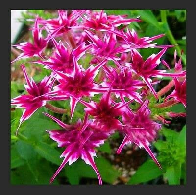 SEEDSOWN 2018 100 Pcs Phlox, Phlox Graines de Graines Bonsai Phlox 10 Couleurs Jardin Potted DIY