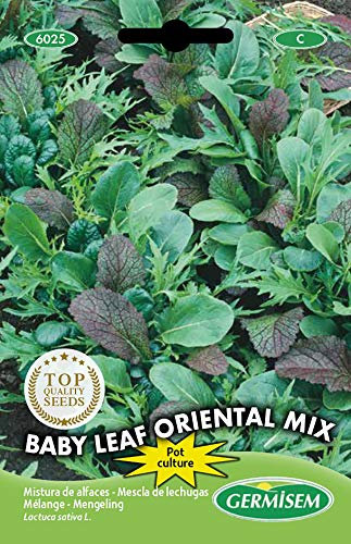 Germisem graines Mélange Babyleaf ORIENTAL MIX
