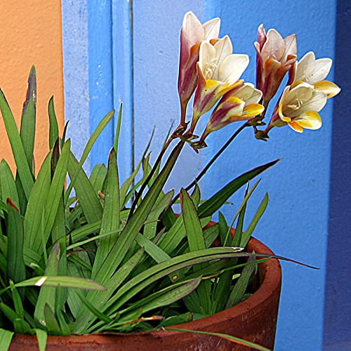 Fresias Bulbos, Fresias Flores Bulbos, De Flores Fresias, Mucha Luz Solar, Bulbos De Fresias, JardíN, De Color Planta, Ulbos OtoñO Bulbos OtoñO Interior PlantacióN Al Aire Libre, 25bulbos-I