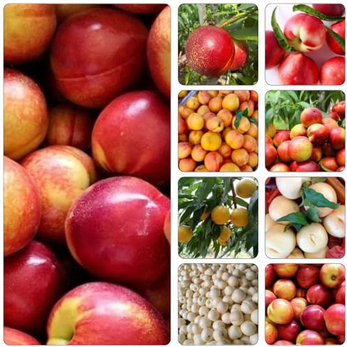 Nektarinenbaum hochbeet balkon dekopflanzen säulenobstbäume pflanzensamen gartenpflanzen bio obstbaum wildkräuter winterharte kübelpflanzen winterharte stauden mehrjährig säulenobst 25samen