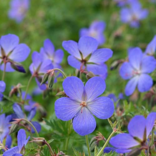 Plant Theory Johnson's Blue Cranesbill Perennials Flowering Plants Geranium Johnsonii 2L Pot