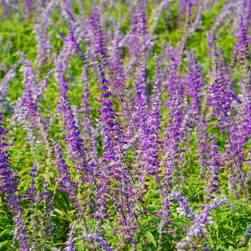 Semillas de salvia - orgánicas Salvia japonica - semillas de jardín silvestres 800pcs