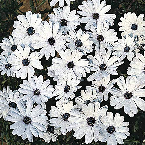 Osteospermum ‘Glistening White’ (African Daisy) 1 Packet (80 Seeds) by Thompson and Morgan