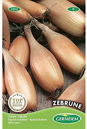 Germisem graines Oignon Echalion ZEBRUNE