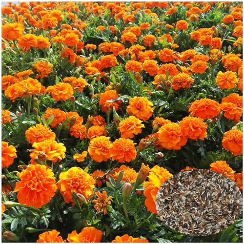 1000 Graines de Souci Mélangées – Plante Ornementale pour Jardin, Balcon & Terrasse – Facile à Semer, Haute Germination, Floraison Colorée​ (Graine)