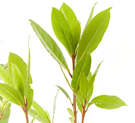 Verdecora Laurel | Lauro | Arbusto culinario | Aromatizado | Ideal ingrediente de uso culinario | Planta natural de exterior (Maceta Ø13cm)